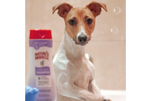 dog in the bath with shampoo