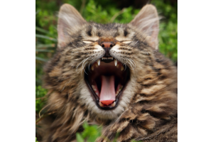 cat showing teeth