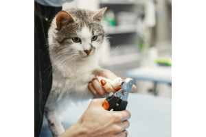 cat having claws clipped