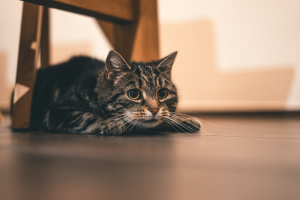 Best Flea Treatment For Cats 2024