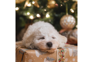 Navigating Christmas Foods: What Dogs Can and Can't Have