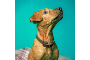 Best Flea Treatment For Dogs 2025