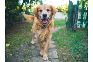 Dogs Aren't Just For Christmas: How To Care For Your Pet All Year