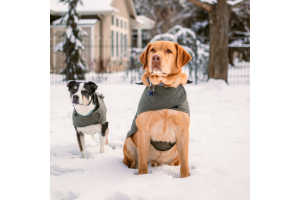 Essential Winter Pet Safety Guide