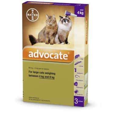 advocate large cats 1
