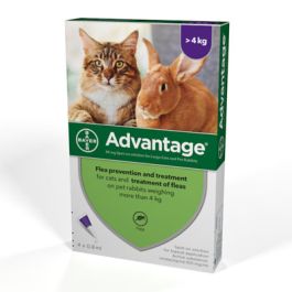 Flea Prevention Applied Above Shoulder Blades Advantage