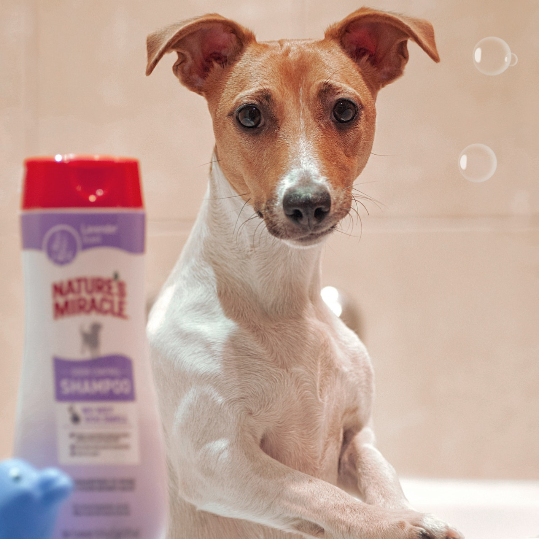 dog in the bath with shampoo
