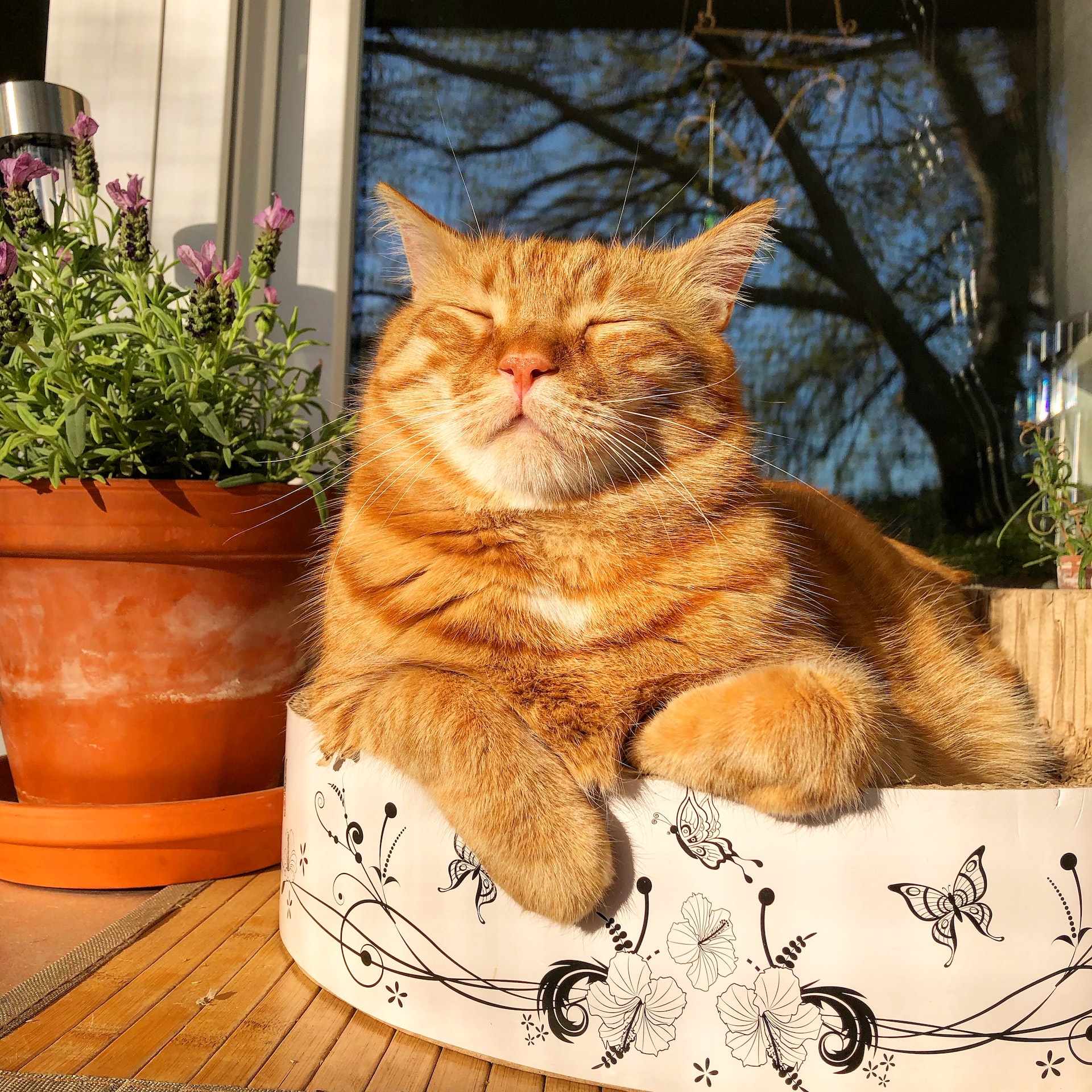 Cat basking in sun