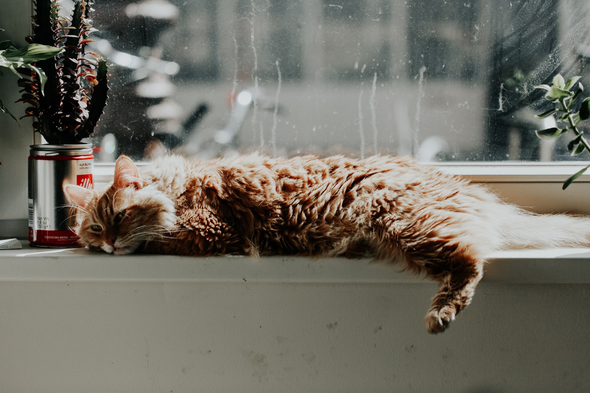 Cat laid on windowsill