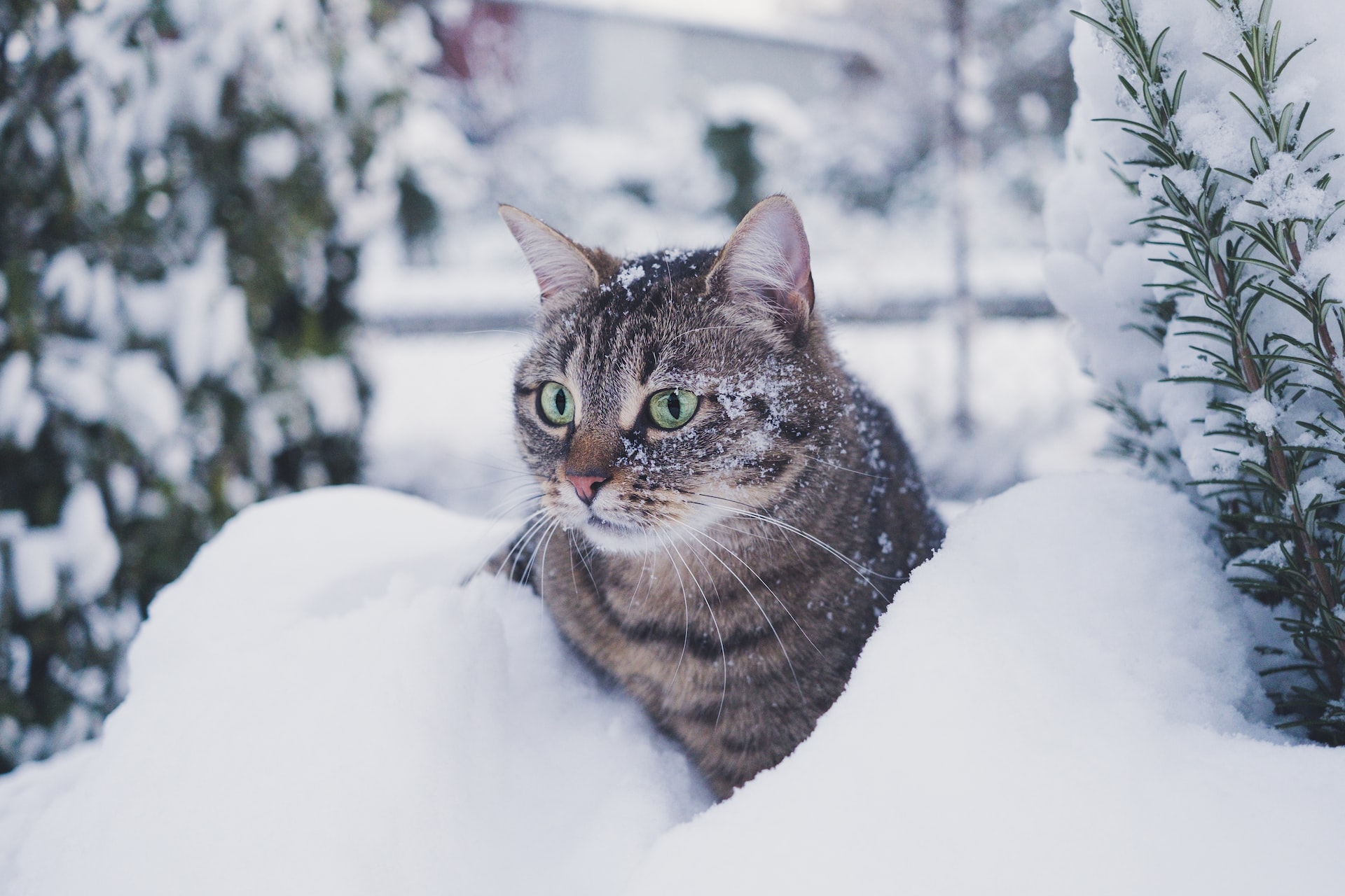 Cat sat in snow
