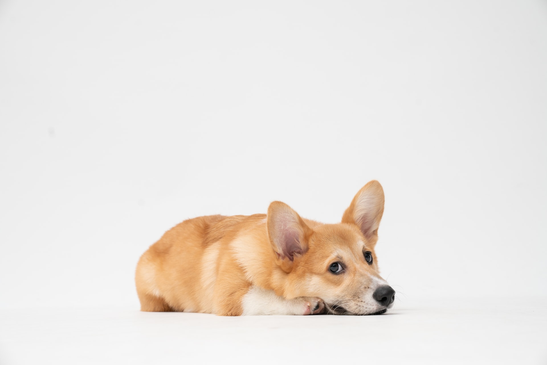 Corgi Laid down