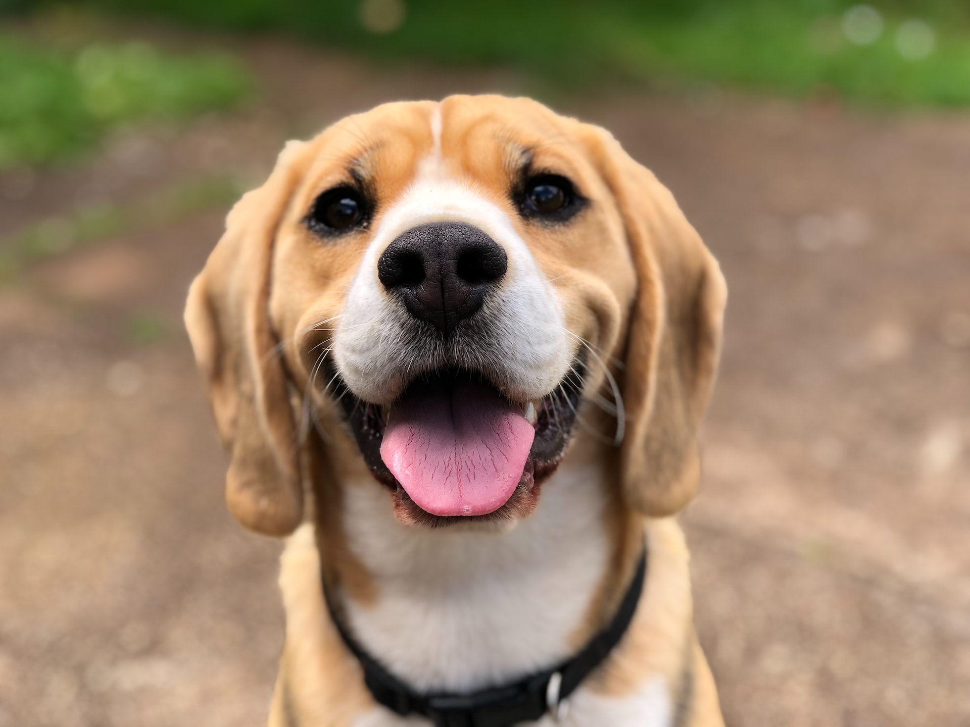 Dog smiling at camera