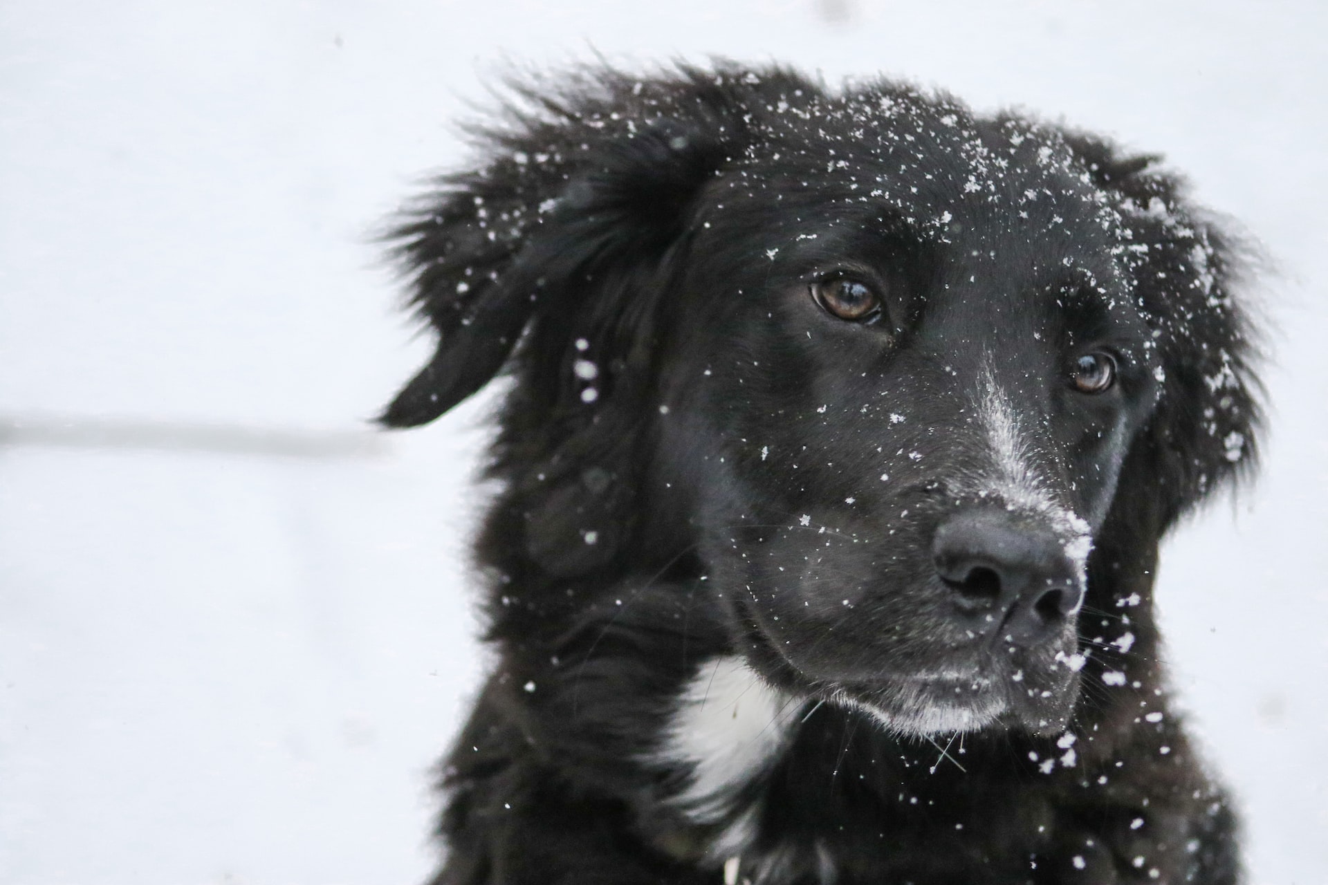 Black dog in falling snow