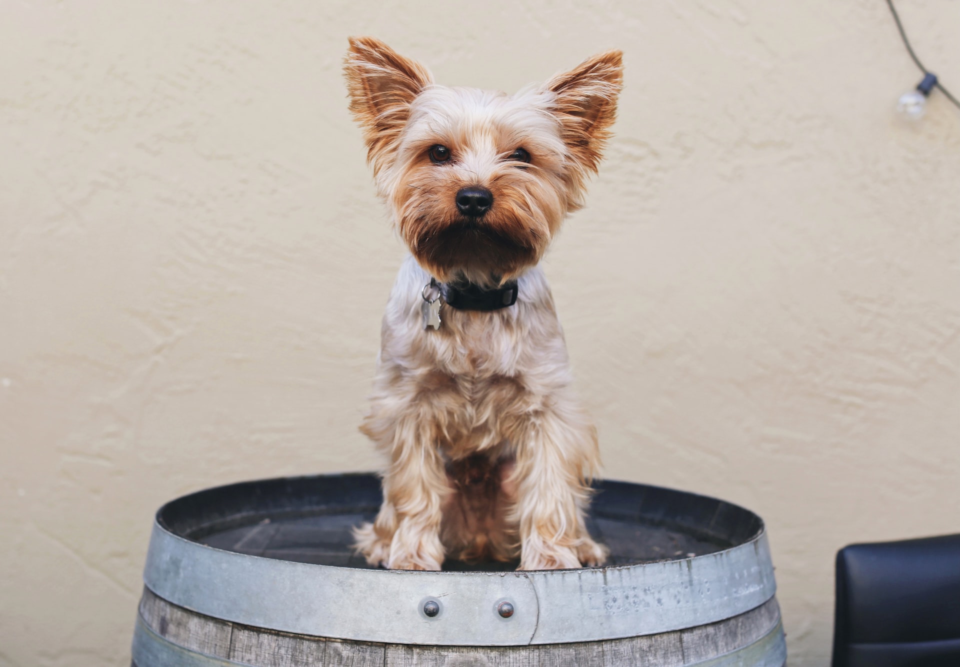 little dog sat down with ears sticking up