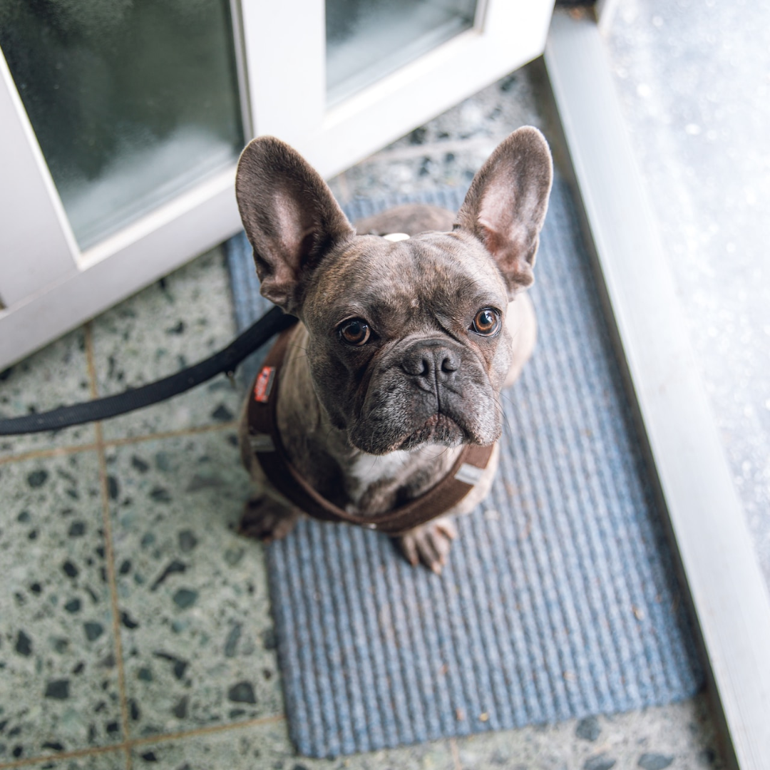 Frenchie sat at door ready for a walk