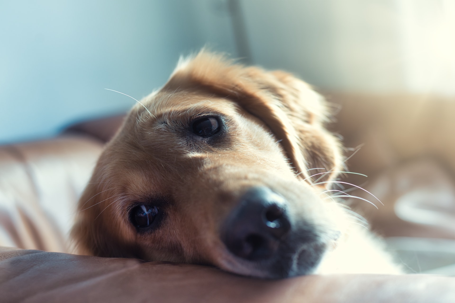 Anxious Dog 