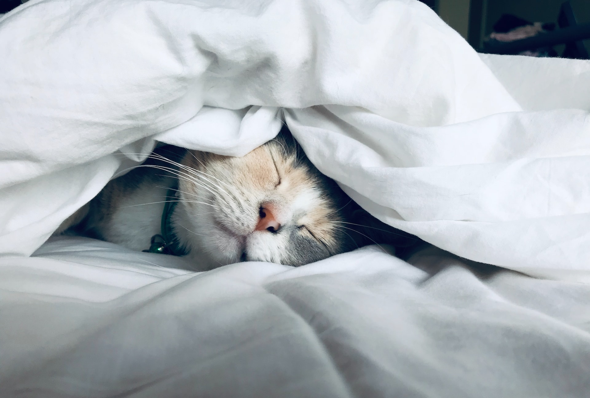 Kitten asleep in bed