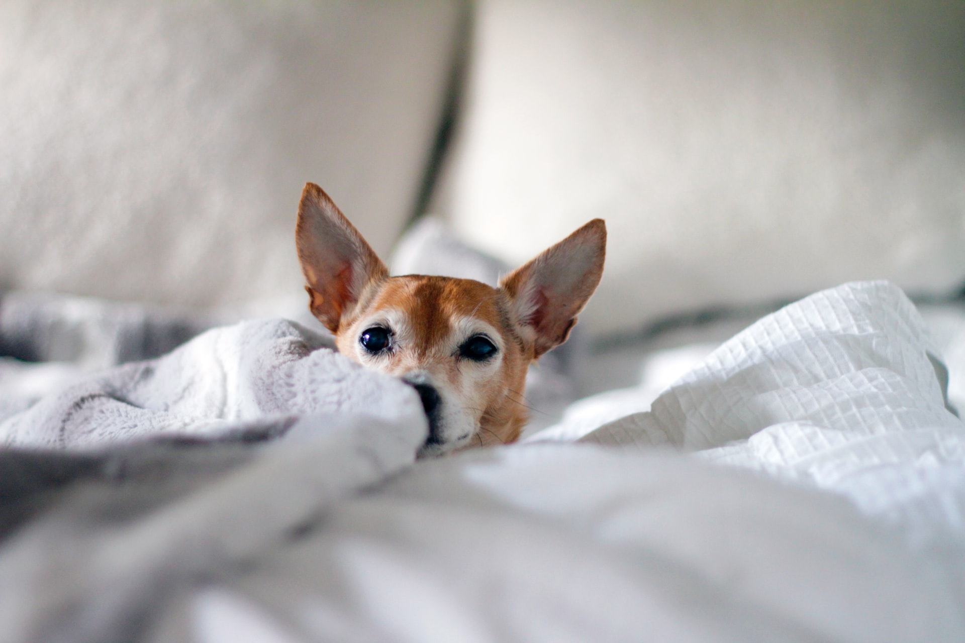 dog laid in bed with ears sticking up
