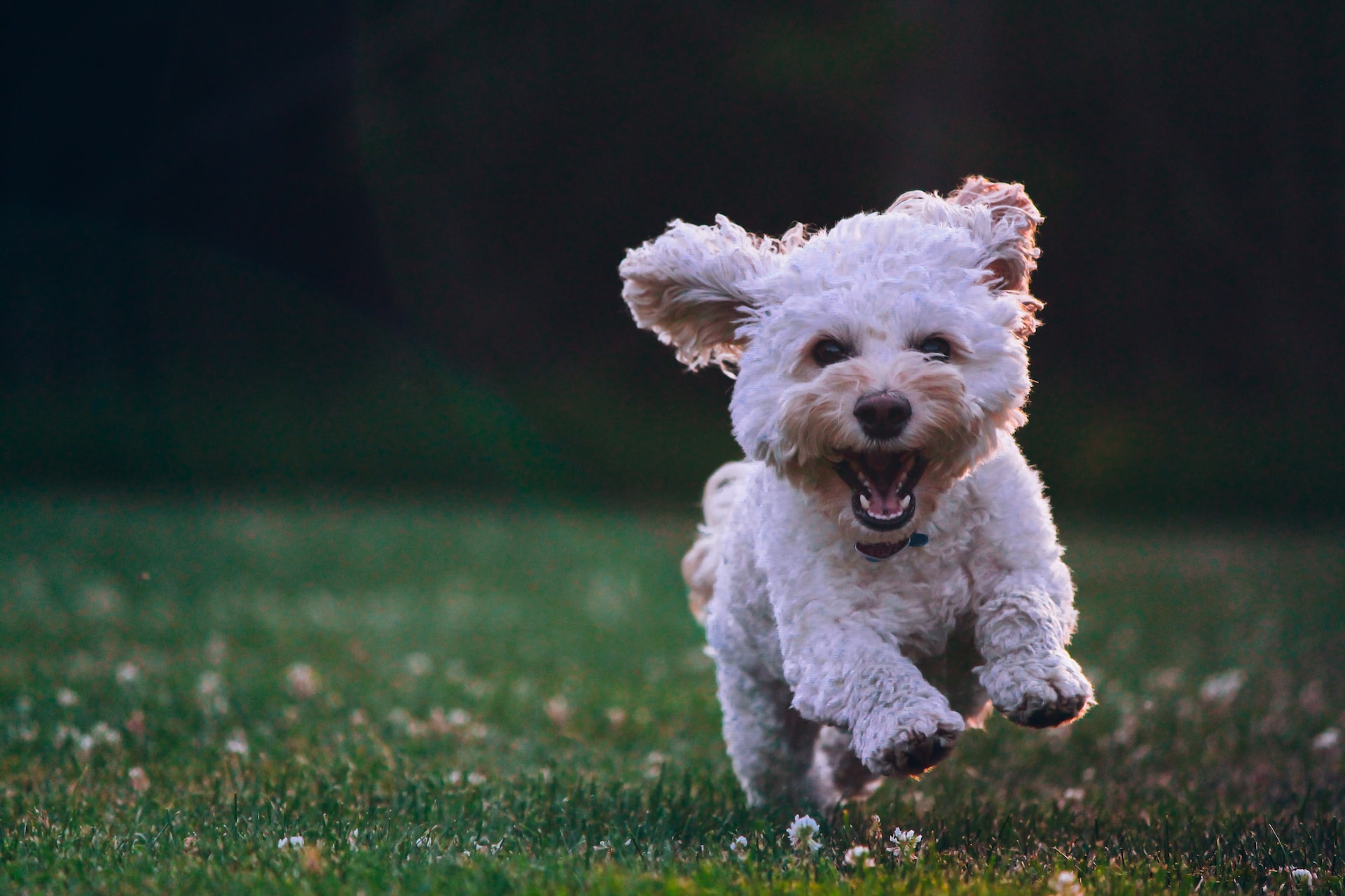 Little dog bounding and smiling