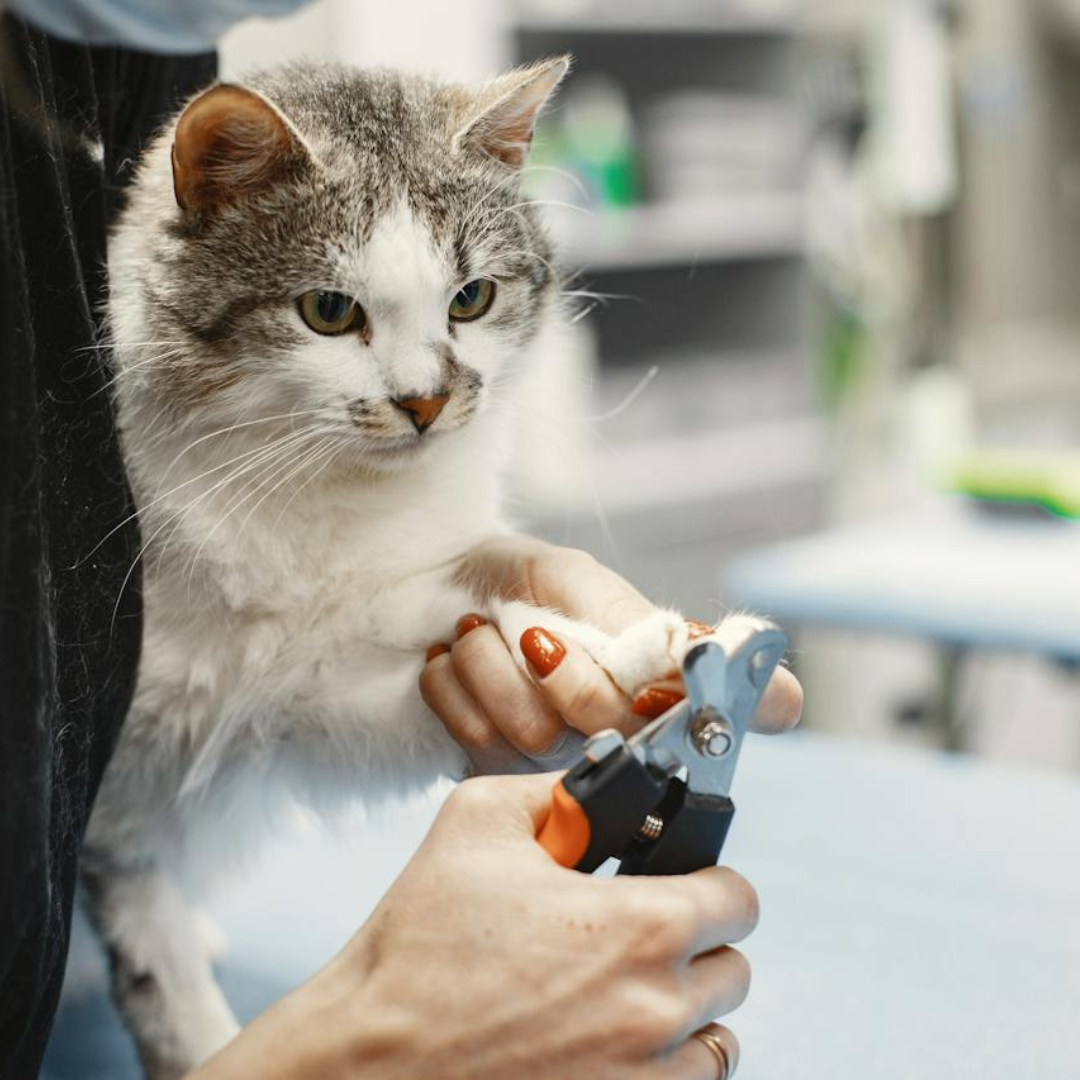 cat having claws clipped