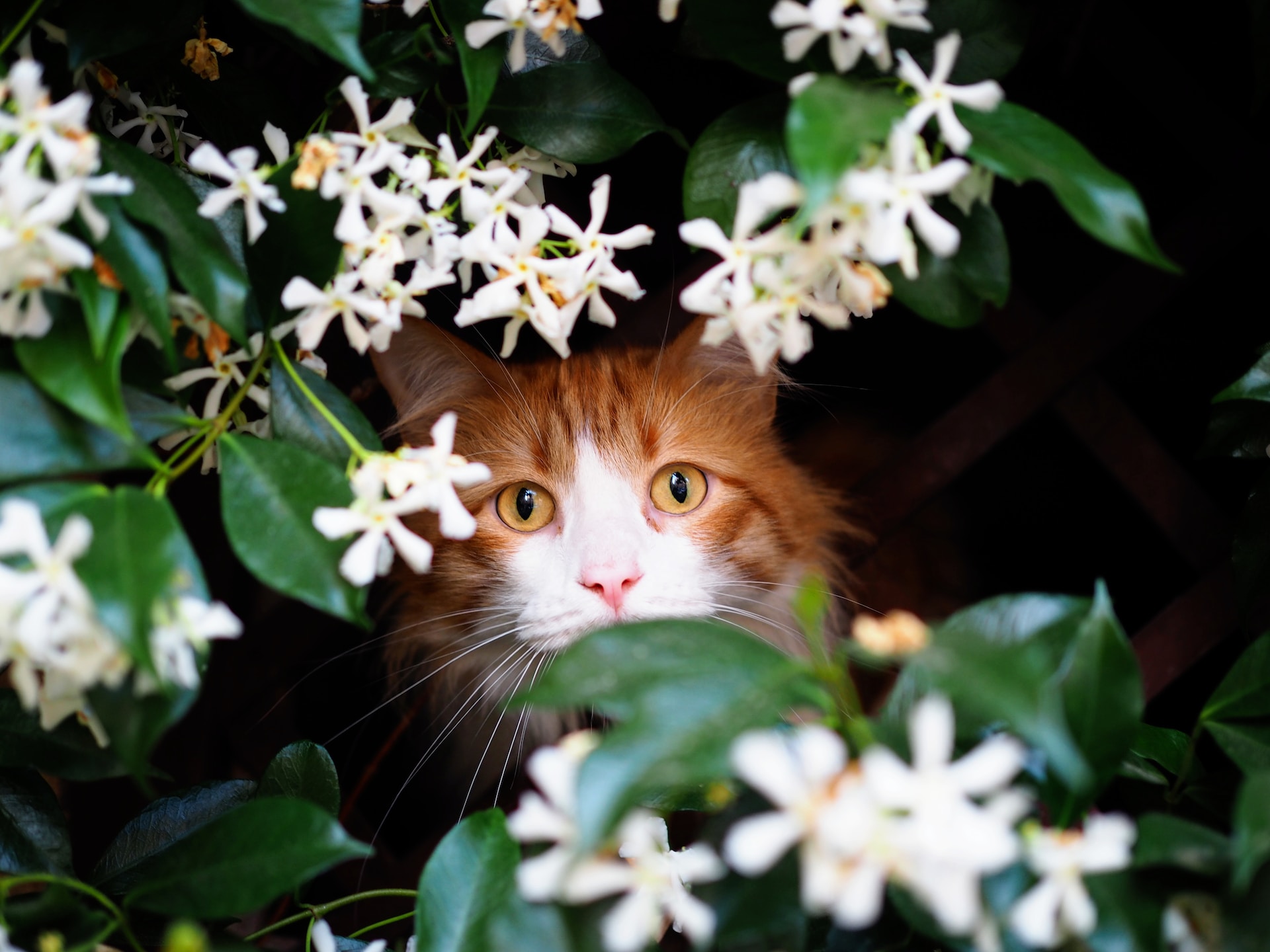 cat hiding in bushes