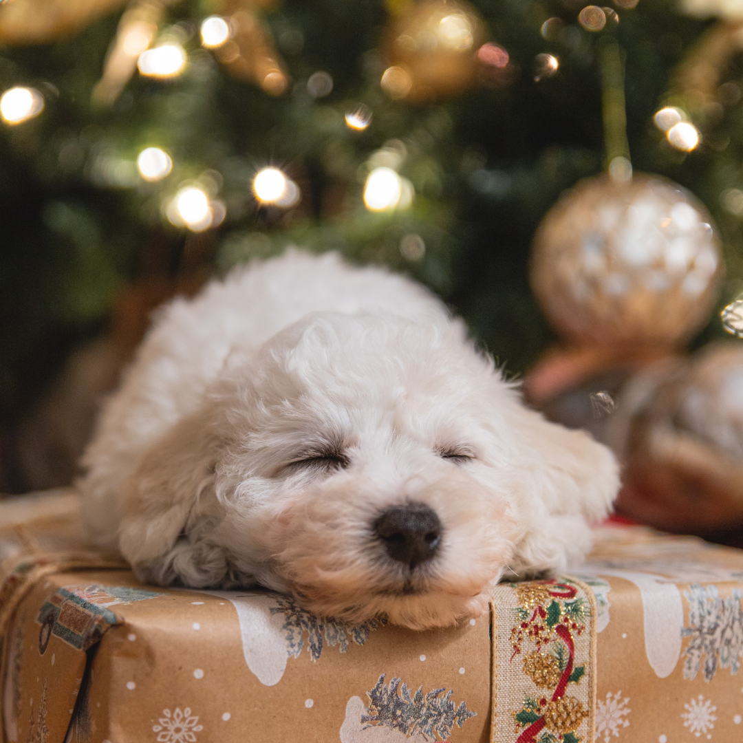 Navigating Christmas Foods: What Dogs Can and Can't Have