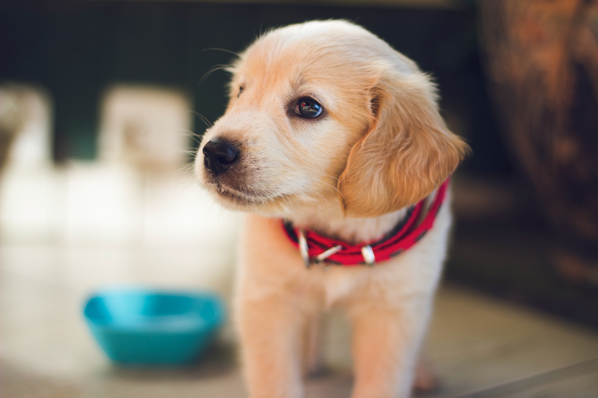 cute little puppy with red collar