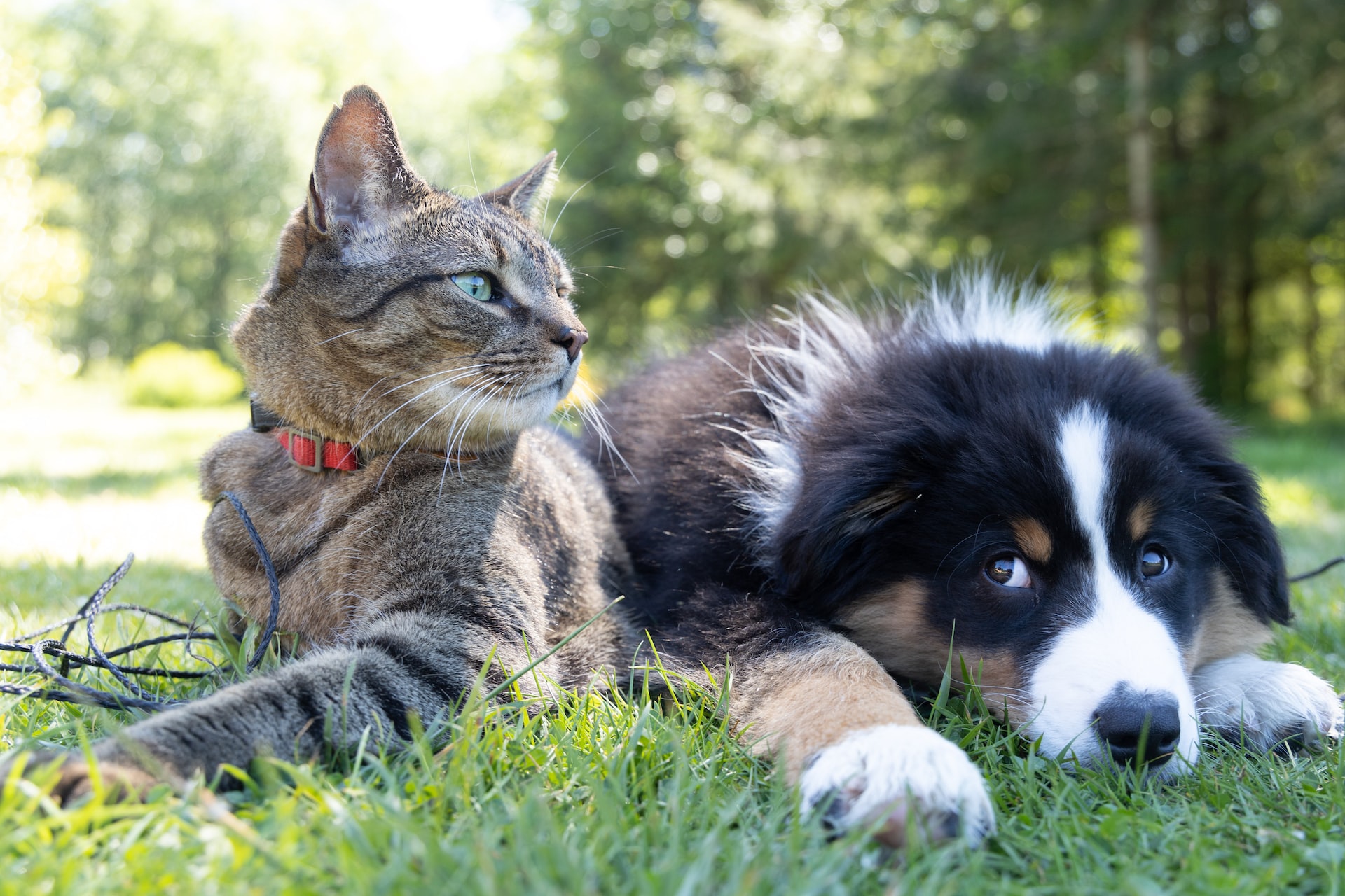 Dog and cat laid together