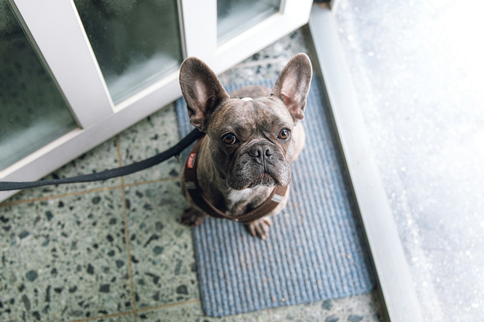 dog ready for walk