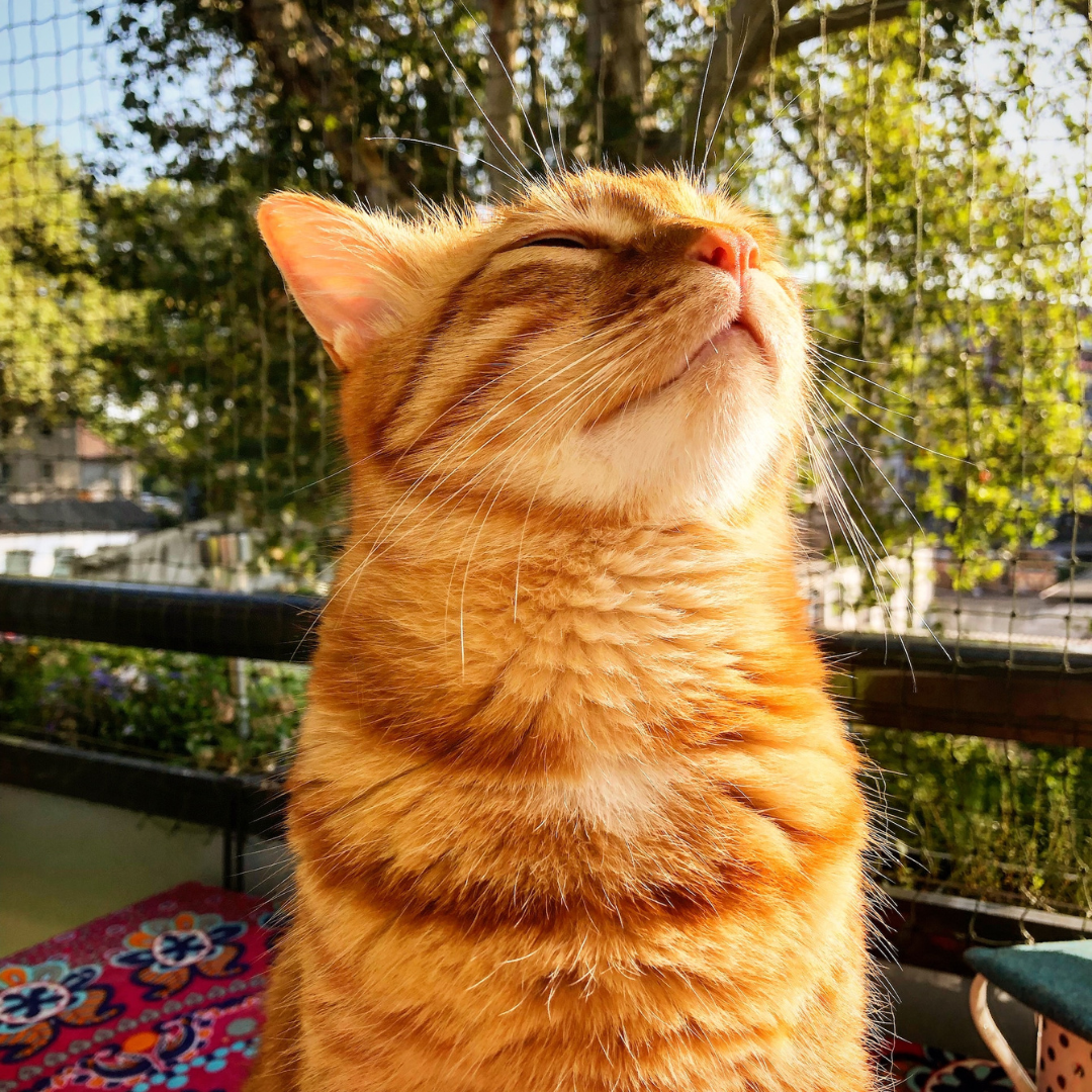 ginger cat sat in the sun