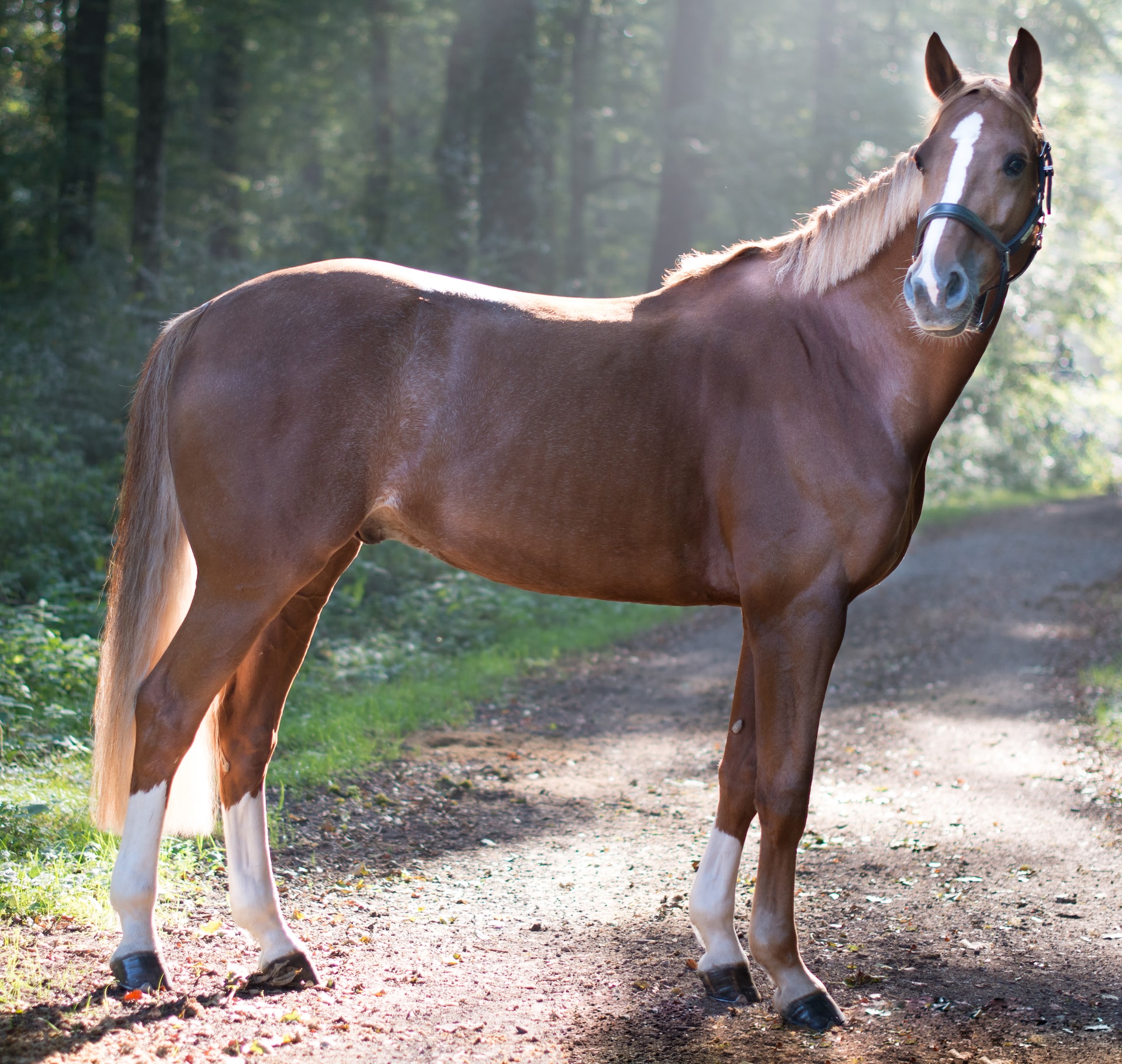 Horse in forest