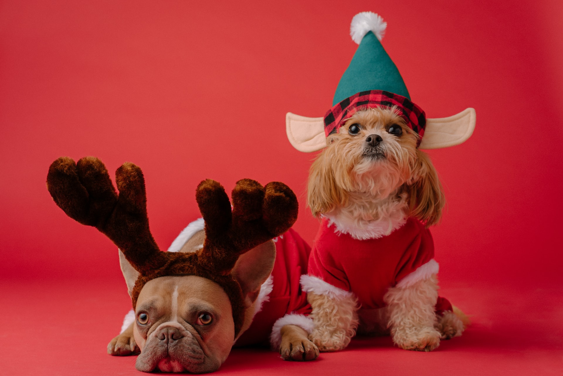 Dog wearing christmas antlers