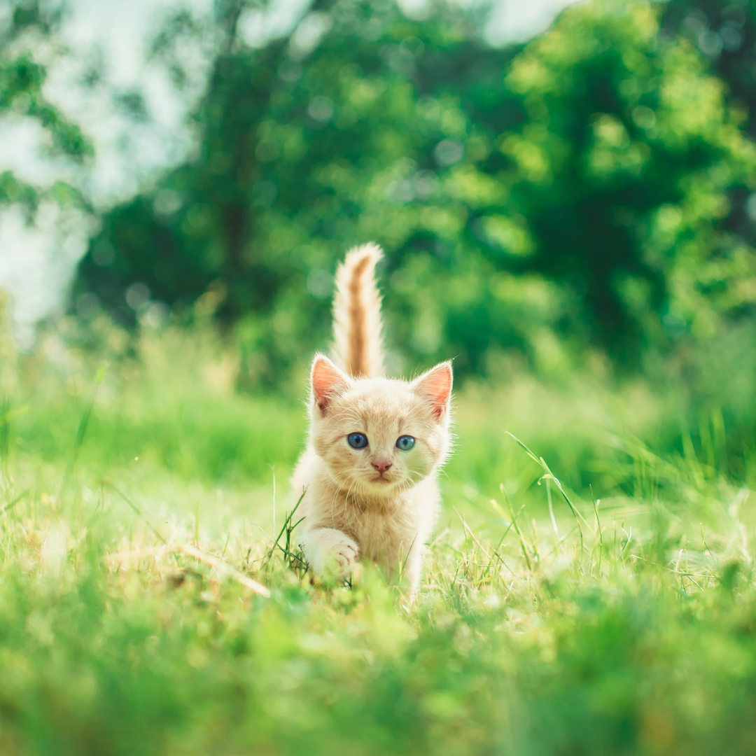 The Best Flea Treatment For Cats 2023