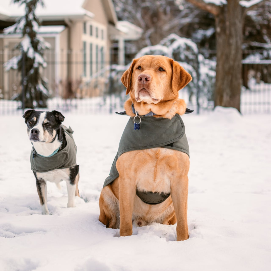 Essential Winter Pet Safety Guide
