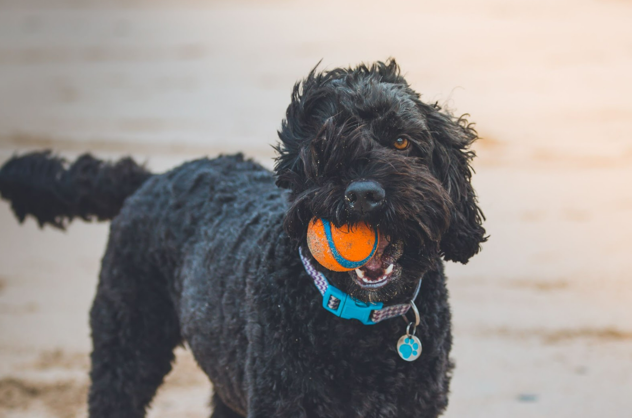 Black dog holding ball in mouth