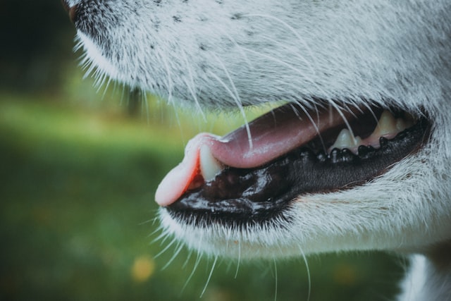 Dog mouth and teeth side angle