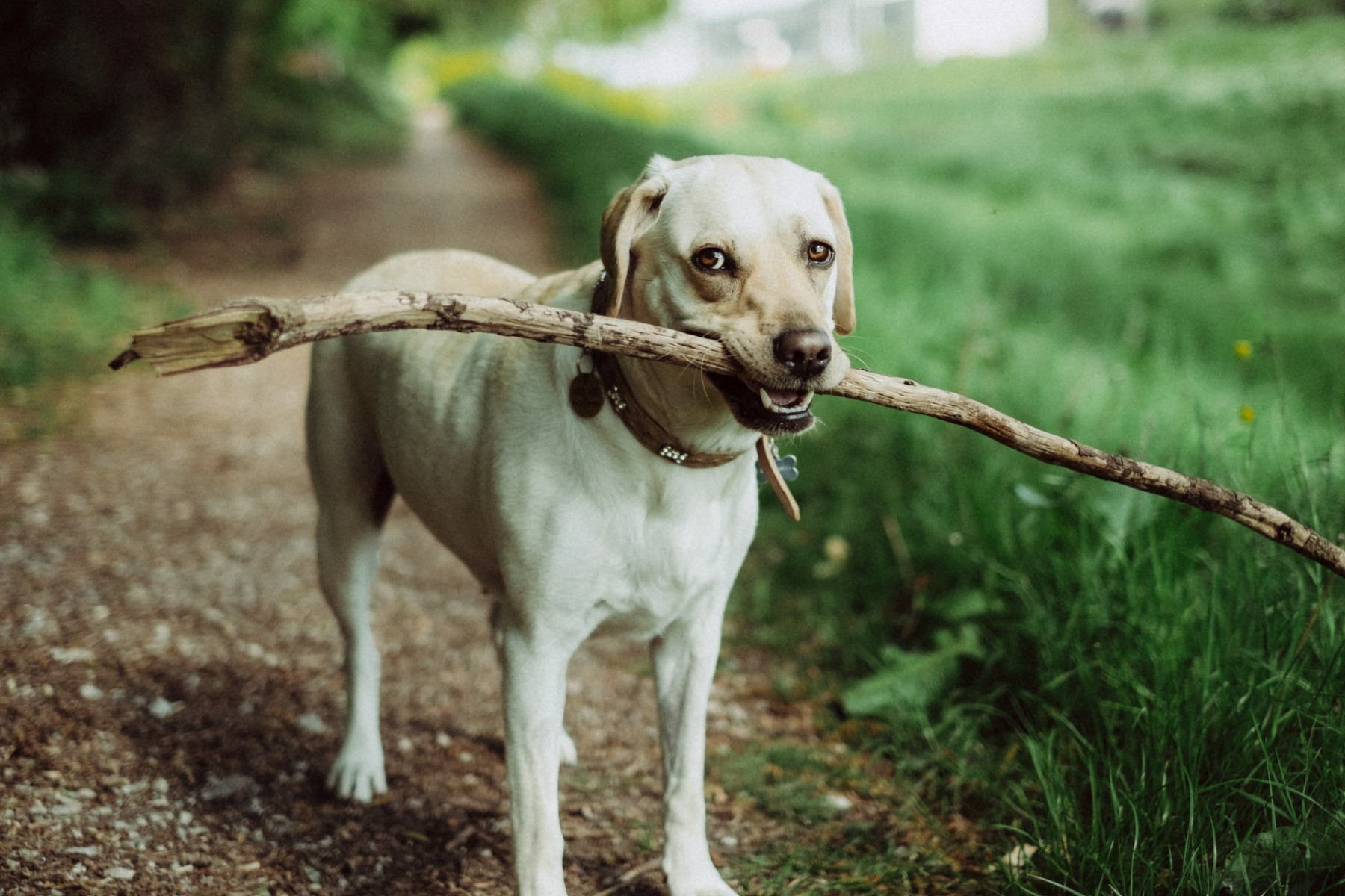 dog on walk holding stick in mouth